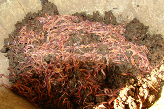 jharkhand-forest-gallery 