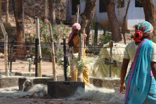 jharkhand-forest-gallery 