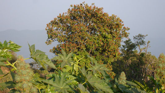 jharkhand-forest-gallery 