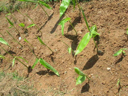 jharkhand-forest-gallery 