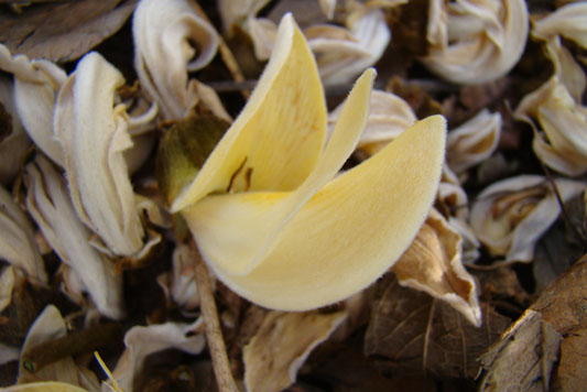 jharkhand-forest-gallery