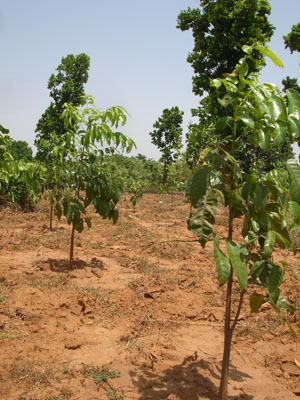 jharkhand-forest-gallery 