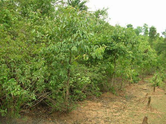 jharkhand-forest-gallery 