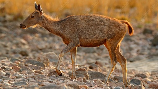 Gautam Buddha Wildlife Sanctuary