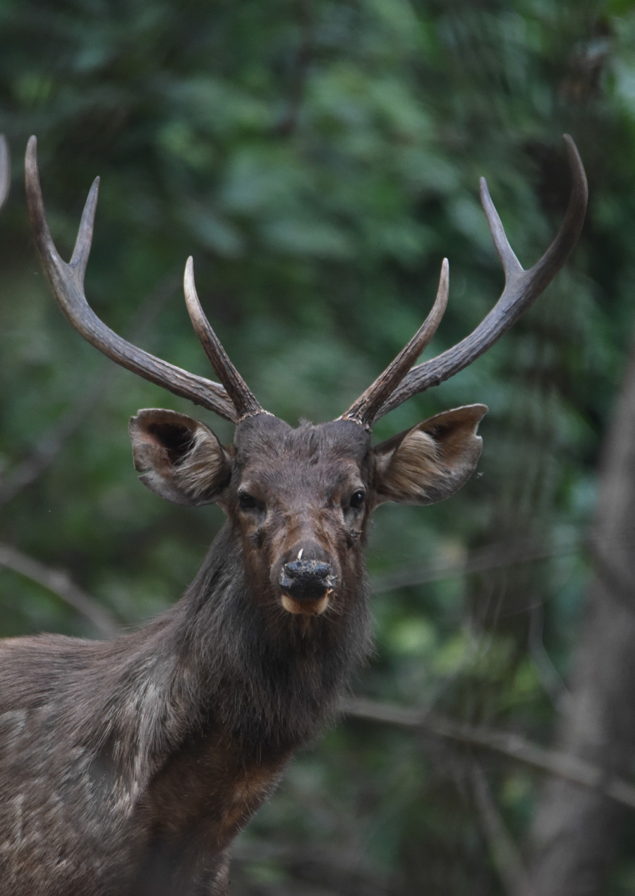 Sambar Deer