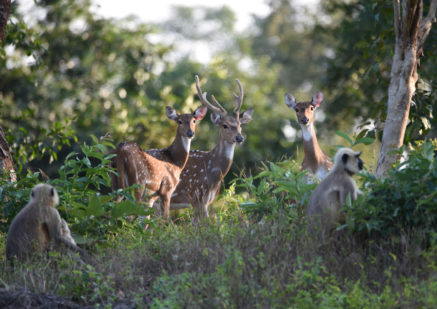 Spotted Deer