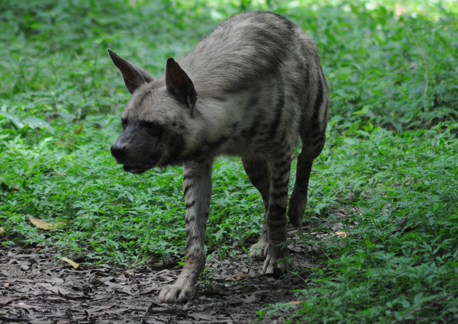 Striped Hyena