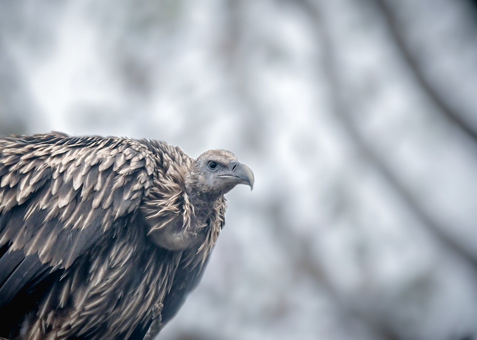 Vulture