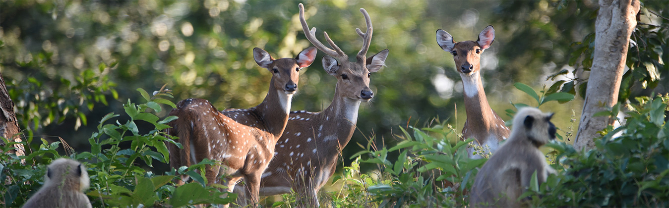 Spotted_Deer_at_Betla