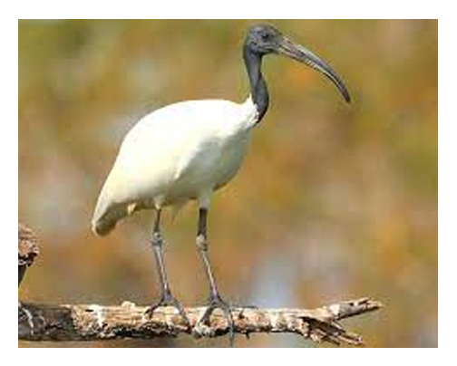 Threskiornis Melanocephalus