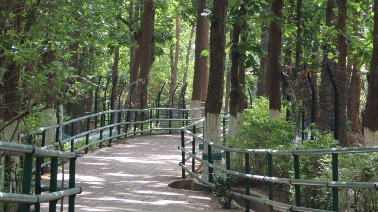 Safari Path at Birsa Mrig Vihar Kalamati